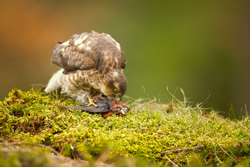 Eurasian sparrowhawk (Accipiter nisus), also known as the northern sparrowhawk or simply the sparrowhawk, is a small bird of prey in the family Accipitridae.