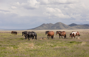 Naklejka na ściany i meble Wild Horses in Spring int he Utah Desert