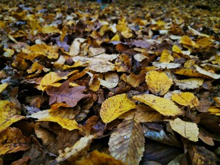 Autumn leaves Close up. Fall Forest trees. Nature background.