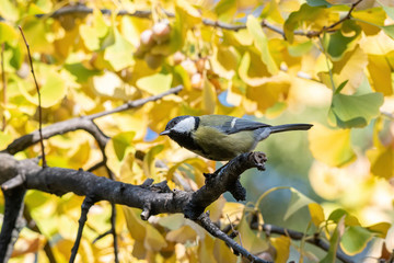 Cute  Great tit (Parus major) bird in yellow black color sitting on tree branch