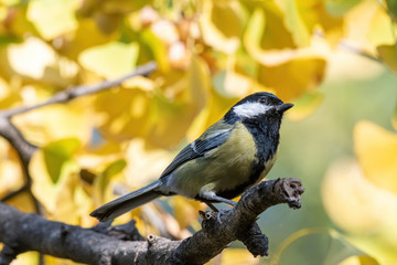 Fototapeta premium Cute Great tit (Parus major) bird in yellow black color sitting on tree branch