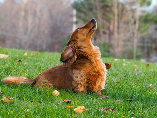 Naklejka premium brown dachshund looking up