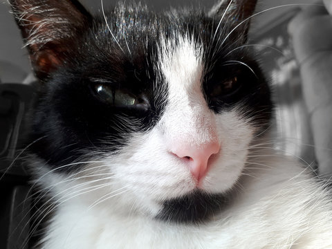 Sleepy, incredulous glance black-and white cat. Muzzle close-up.