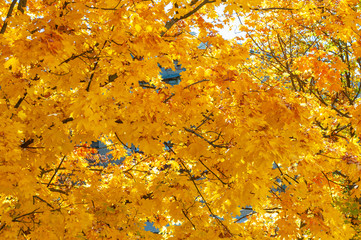 Autumn background with golden yellow foliage.