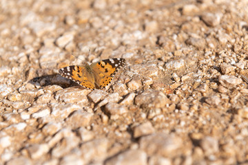 Fototapeta na wymiar Butterfly Resting on Ancient Rocky Road