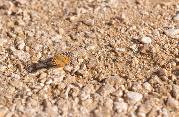 Butterfly Resting on Ancient Rocky Road