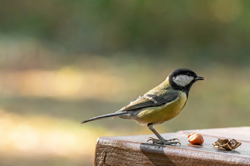 Great tit (Parus major) taking nuts from wooden table