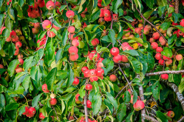 Obraz premium Red apples hang on a tree branch. Fruit garden. Homemade apples. Fruit tree.