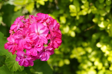 Flor planta de Malvón Rosa