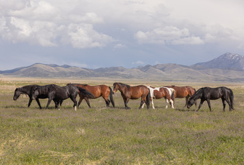 Fototapeta na wymiar Wild Horses in Spring int he Utah Desert