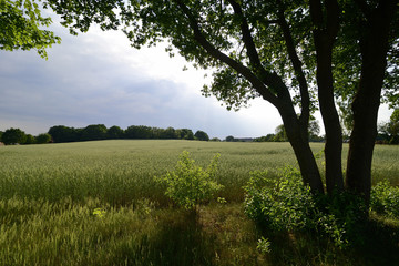 Fototapeta na wymiar Grain field before harvest with blue sky and sunshine
