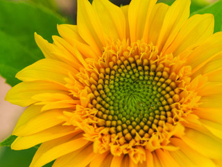 close up of yellow and green sunflower