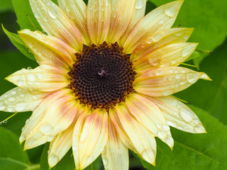close up of light yellow sunflower