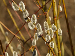 catkins of willow