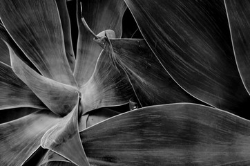 Hojas de Maguey, textura en blanco y negro