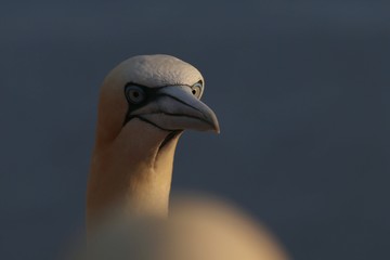 Northern  gannet