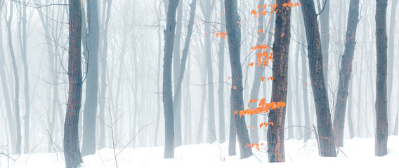 Wide panorama of beautiful snowy forest at foggy winter day with tonal perspective and contrast yellow leaves on foreground.