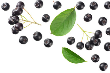 Chokeberry with green leaves isolated on white background. Black aronia. Top view