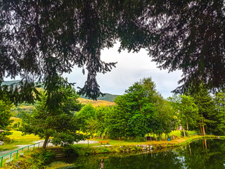 lake in forest