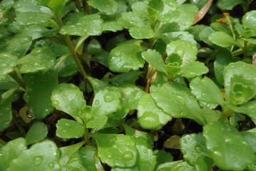 green shoots and leaves with transparent drops of rain on them stonecrop, green sedum. background