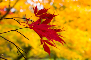 colorful leaves in autumn park