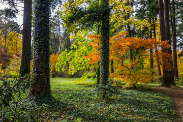 Obraz premium colorful leaves in autumn park