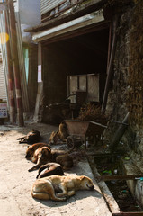 Stray dogs sleeping under the warm sunlight on a cold winter evening in Mussoorie
