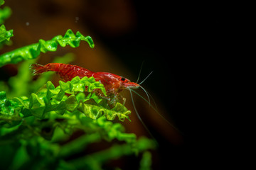 Red neocaridina shrimp fire pet aquarium freshwater nature macro