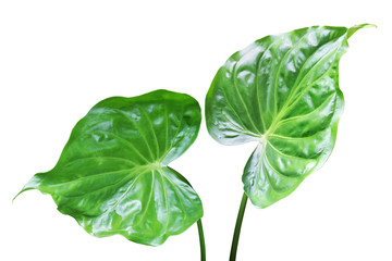 Green Leaves of Buddha's Hand, Elephant Ear Isolated on White Background