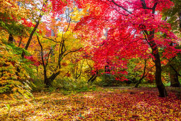 colorful leaves in autumn park