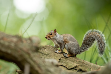 Grey squirrel in the natural environment, close up, detail, wildlife, Sciurus carolinensis