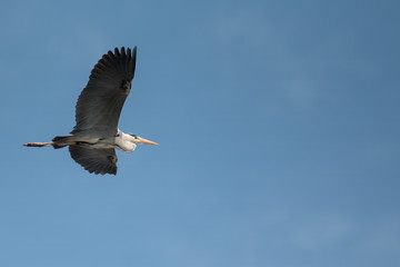 heron on the blue sky