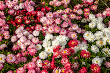 A mix of Common Daisy- Monstrosa. Corsican Bellis Perennis Flower. Top view © EdVal