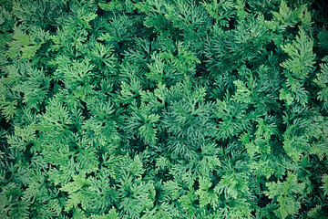 Spikemoss fern (Selaginella spp.) a ground cover tropical rainforest landscaping plant leaves pattern, abstract green nature texture background.