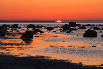 Fototapeta na wymiar Summer sunset over rocky shore of Baltic sea with silhouettes of stones and birds