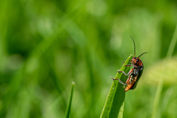 Red cardinal soldier beetle (Cantharis) resting on the tip on a blade of grass