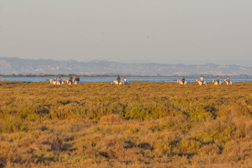 camargues