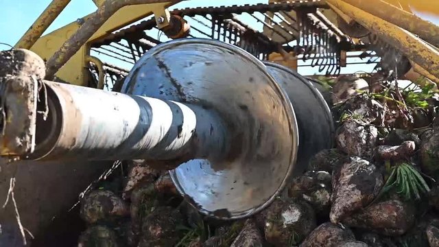 R&uuml;benroder Traktor bei der Zuckerr&uuml;ben Ernte. F&ouml;rderschnecke f&uuml;r Zuckerr&uuml;benernte auf Landmaschine. 
