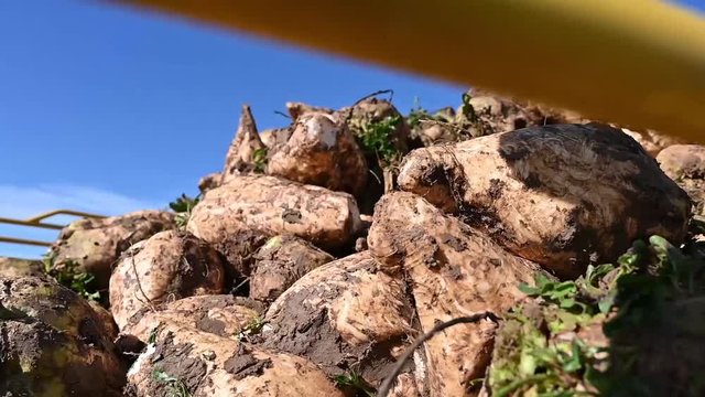 Ernte von Zuckerr&uuml;ben mittels R&uuml;benroder Traktor. Landwirtschaft Video. 