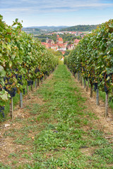 Fototapeta na wymiar Blick auf Weindorf Besigheim aus den Weinbergen, view on wine village from vineyards