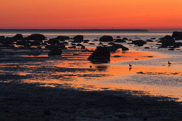 Summer sunset over rocky shore of Baltic sea with silhouettes of stones and birds