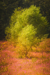 Artistic shot of a windblown tree in a sea of pink flowers