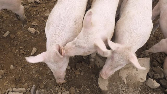 a group of pigs enjoy the day