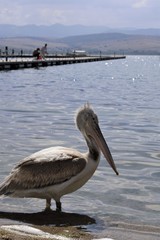 pelicans on the beach