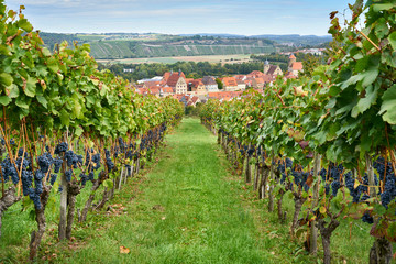 Blick durch Weinberge auf Besigheim, View from vineyard on swabian village - obrazy, fototapety, plakaty