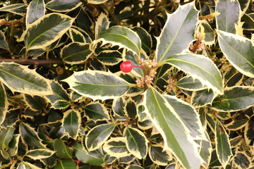Green and yellow holly with one berry