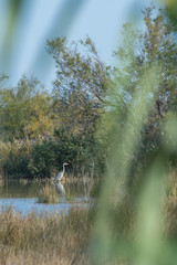 camargues