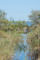 camargues
