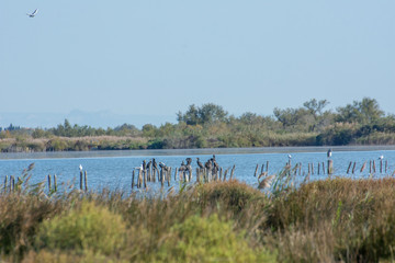 camargues