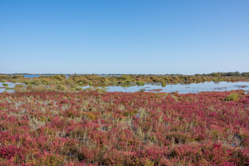 camargues